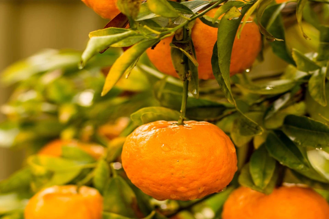 Cultiver des agrumes chez soi : comment réussir quand on y connaît rien !